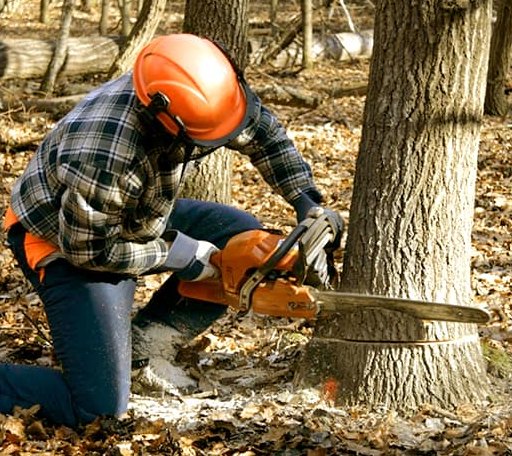 Tree Removal in Louisville, IL